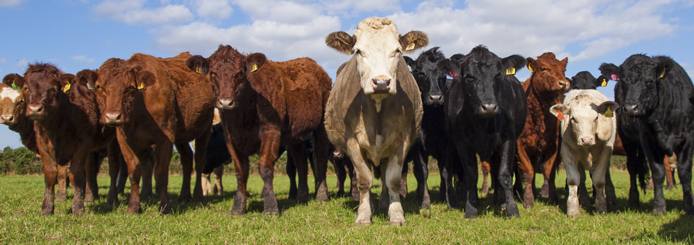 cattle-slide-e1460859680747