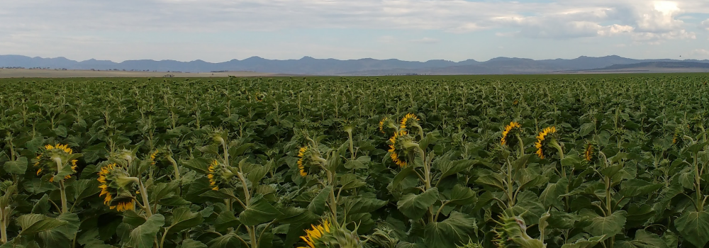 sunflower-slide-e1460859831425